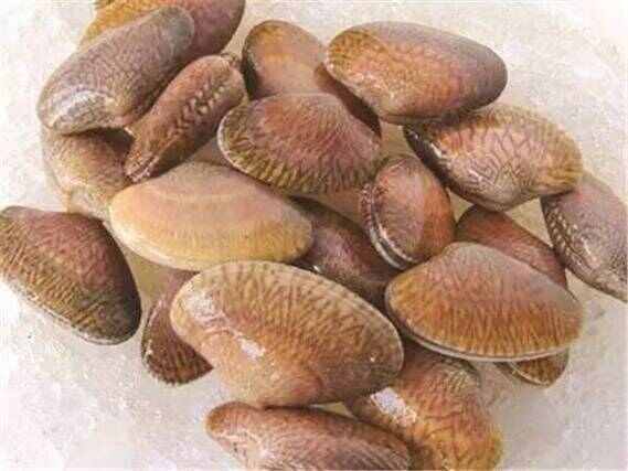 福州大油蛤蜊