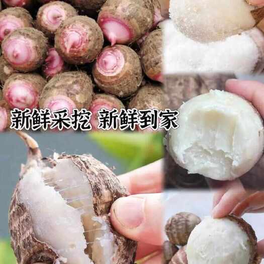 东阳市芋头，浙江红芽芋，毛芋，基地直发量大更优惠