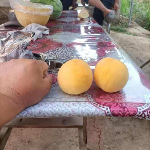 新源县黄桃