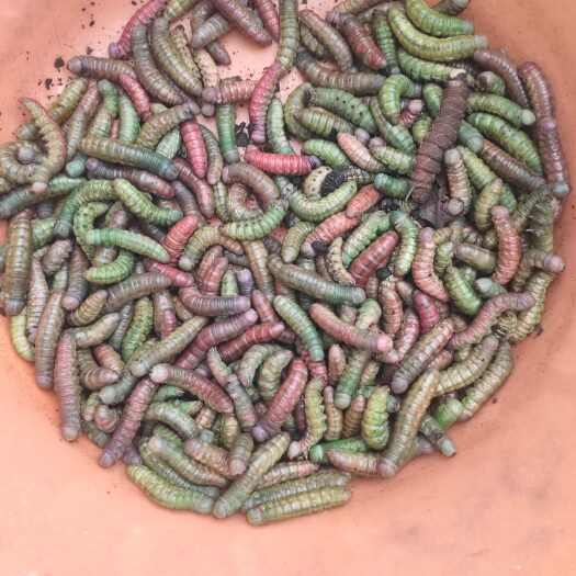方城县大头黄红虫青虫 天然非人工养殖 量大可优惠