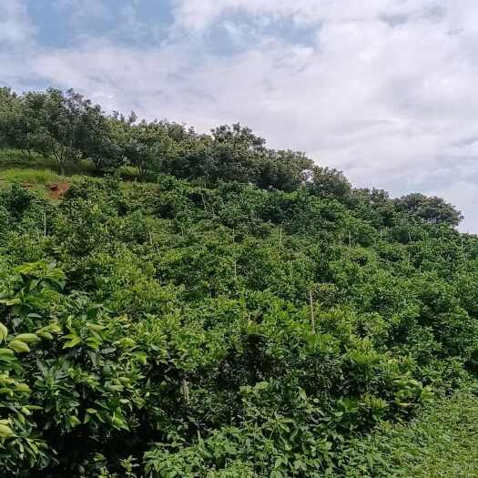 宜良县转让启事宜良县竹山60公亩果园带果转让，设施齐全，水电完备