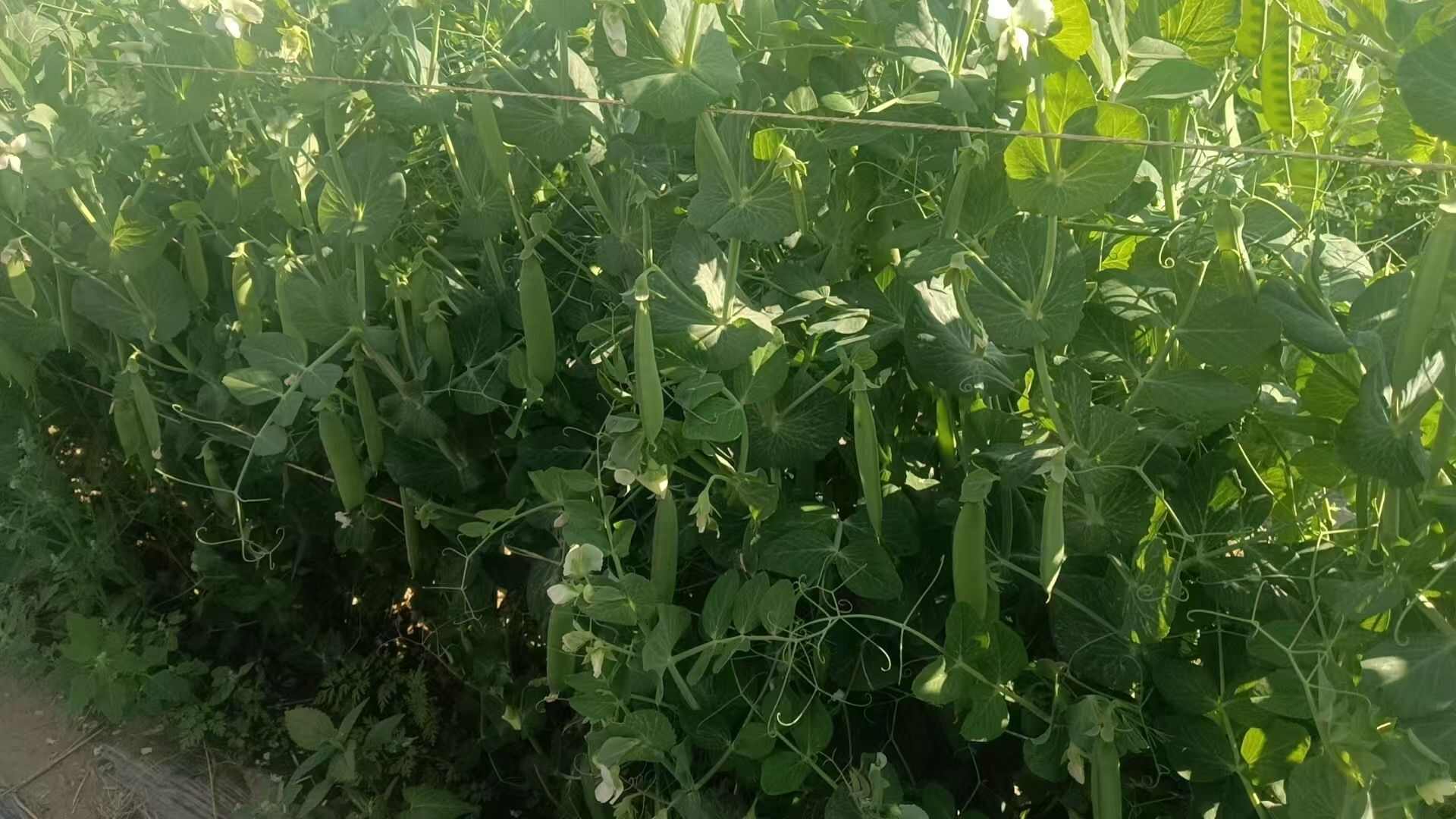 领帅909豌豆仁种子 乐美616豌豆种子 翡翠豌豆仁豌豆种子