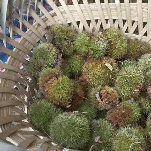 纳雍县贵州板栗，口感好，味道甜，有需要请联系