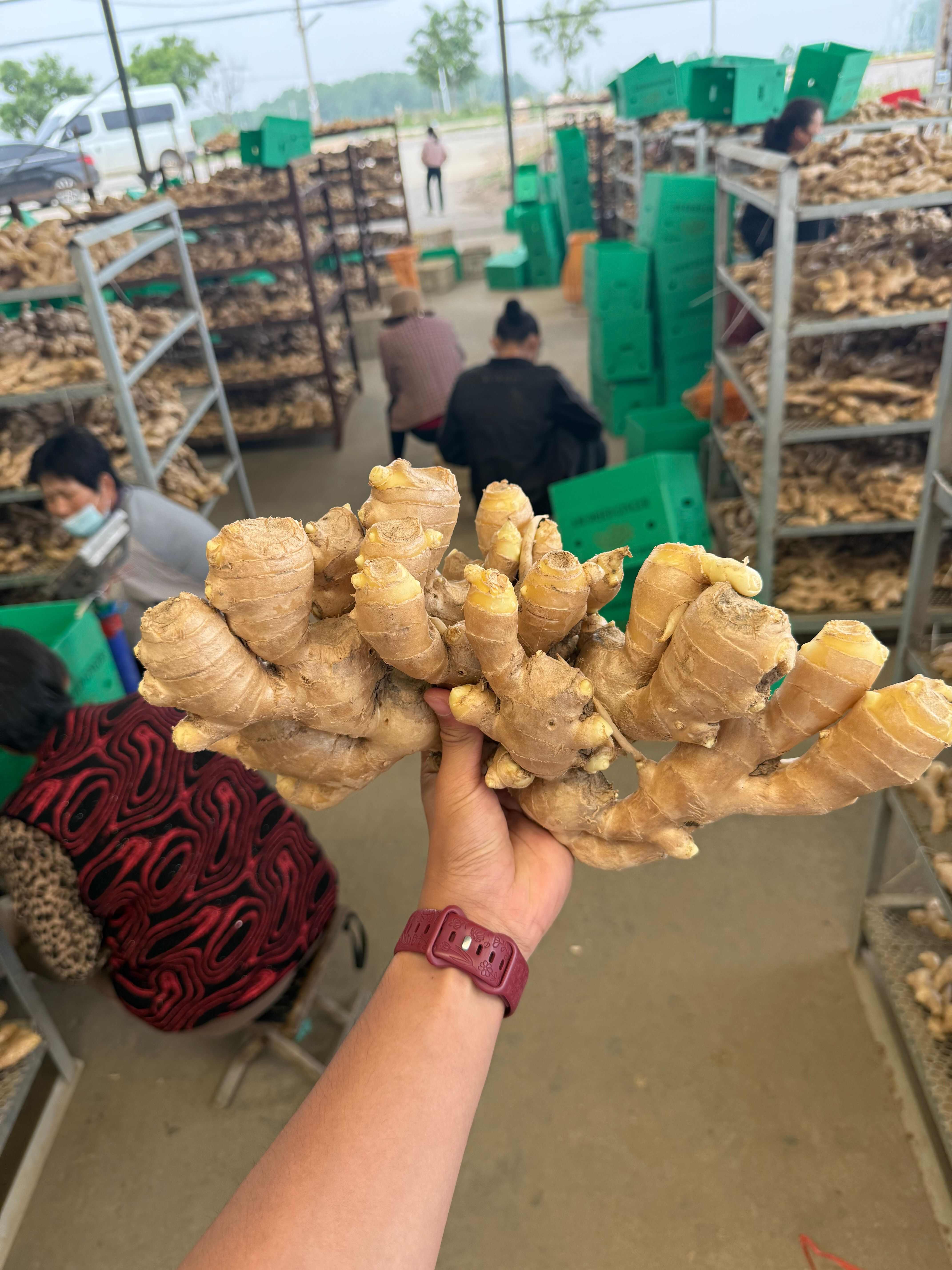 山东老姜批发●产地直供●货源非常稳定●品质有保障 欢迎咨询