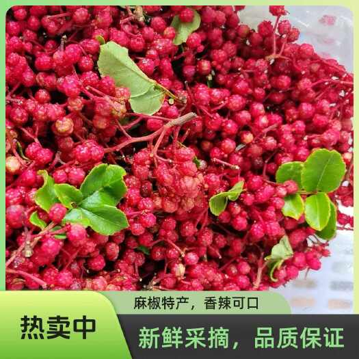 小金县今年新花椒粒香味浓郁麻味十足调料