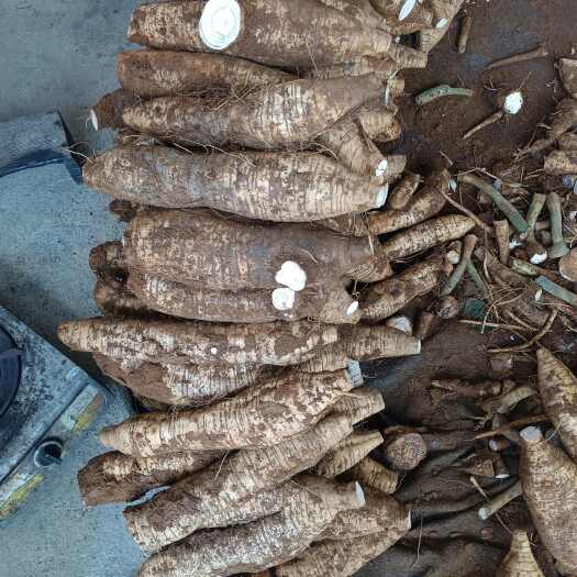 桂林大量粉葛次品 厂货预售