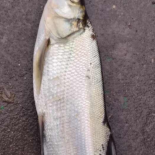 苏州江苏苏州鲜活鳡鱼 翘嘴大白鱼 鲤鱼水产批发