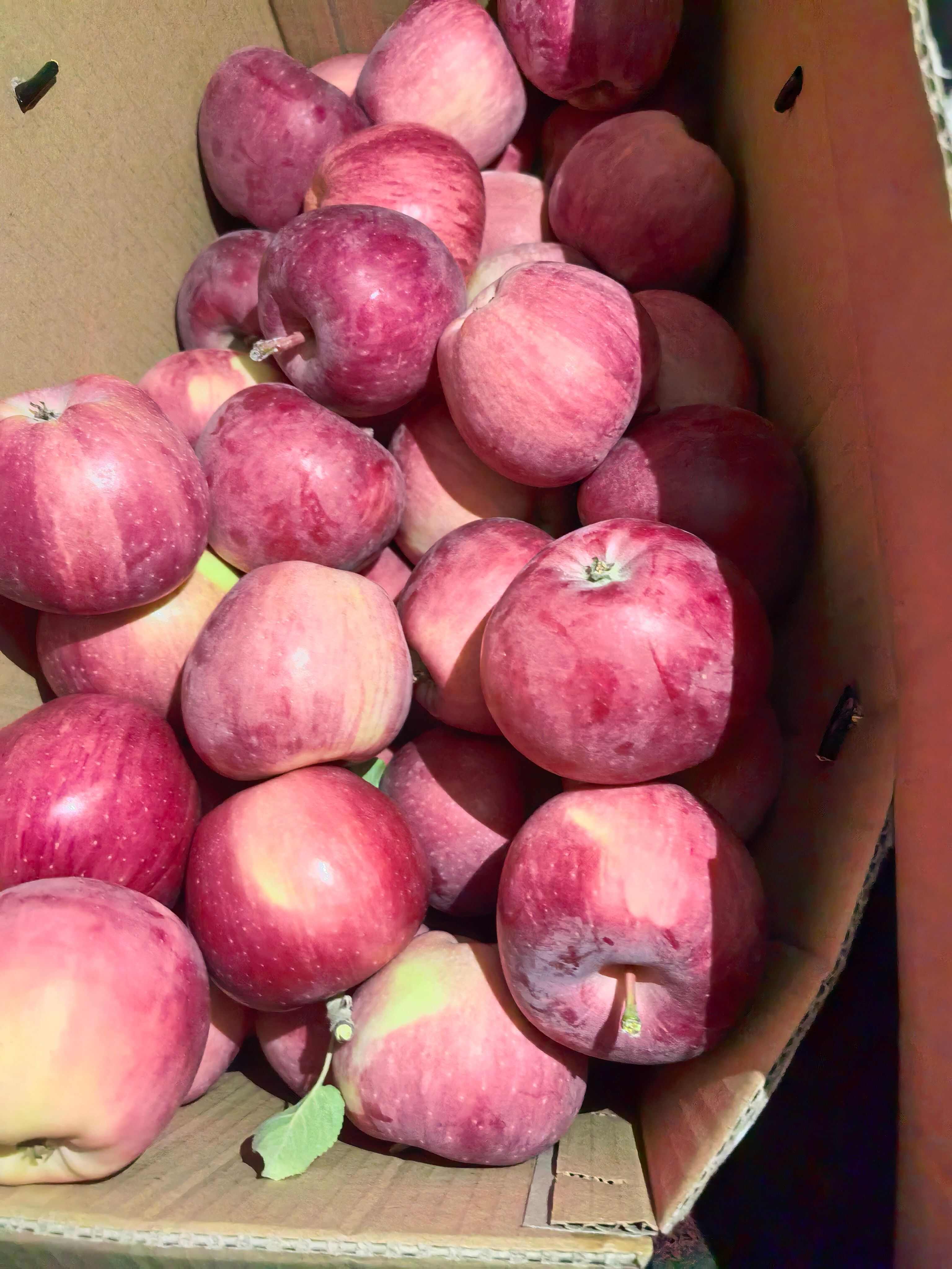 山西运城万荣青苹果 新鲜水果核果仁果类优质苹果