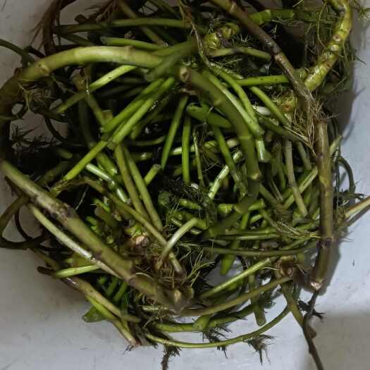 溧阳市新鲜菱角菜