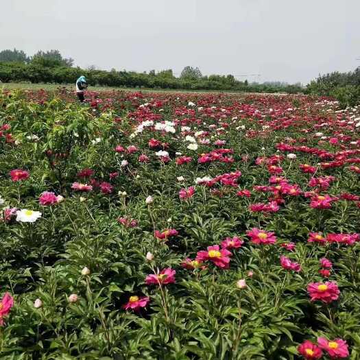 菏泽芍药苗占地芍药花建设花海、芍药根块、芍药芽头苗芍药嫁接根苗