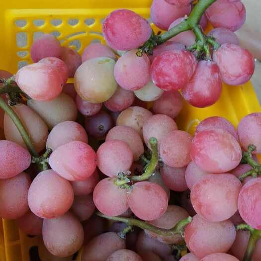 新沂市妮娜皇后