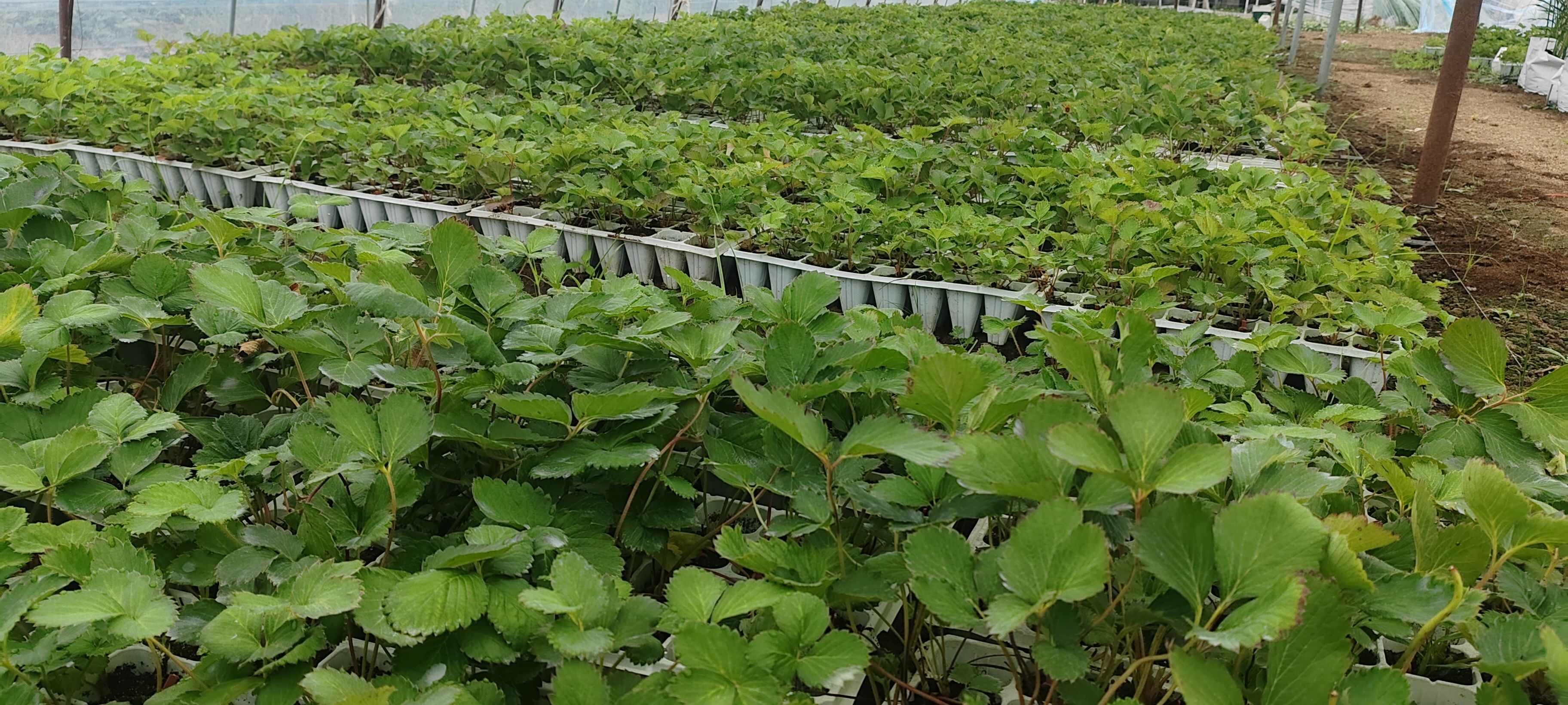 红玉/妙7/越秀/建德白露/建德红穴盘苗