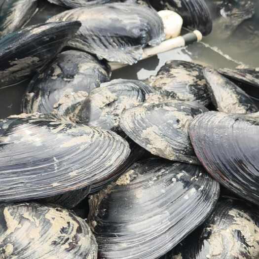 泗阳县河蚌现货 1000～5000 斤，规格 2～5 斤