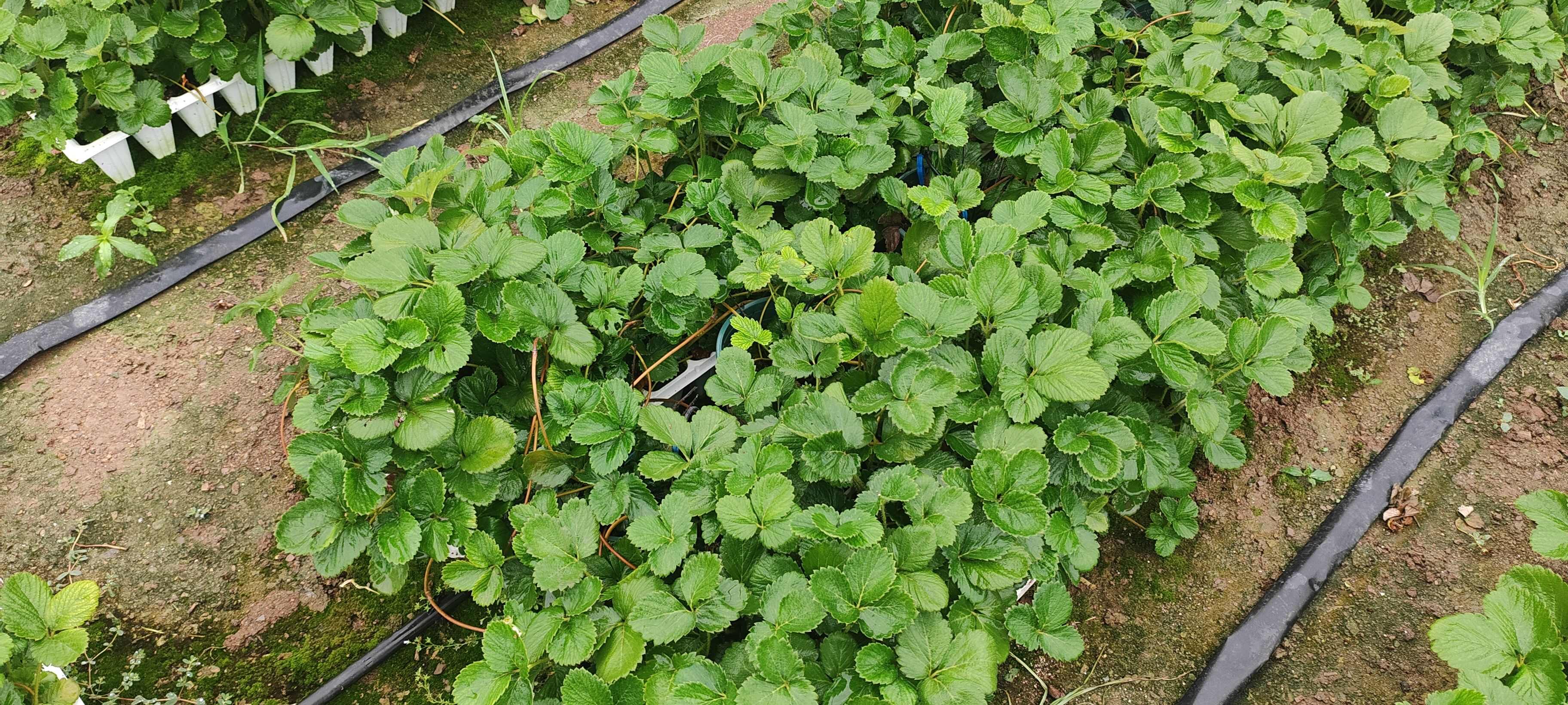 红玉/妙7/越秀/建德白露/建德红穴盘苗