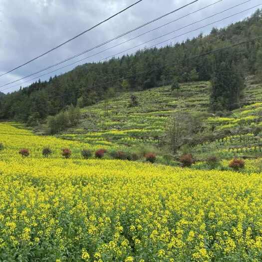 利川市湖北恩施菜籽油压榨工艺非转基因农家生态菜籽油批发零售
