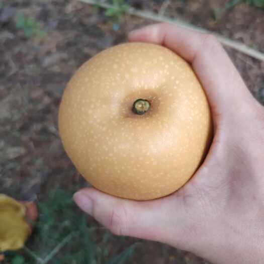 莱西市马连庄秋月梨