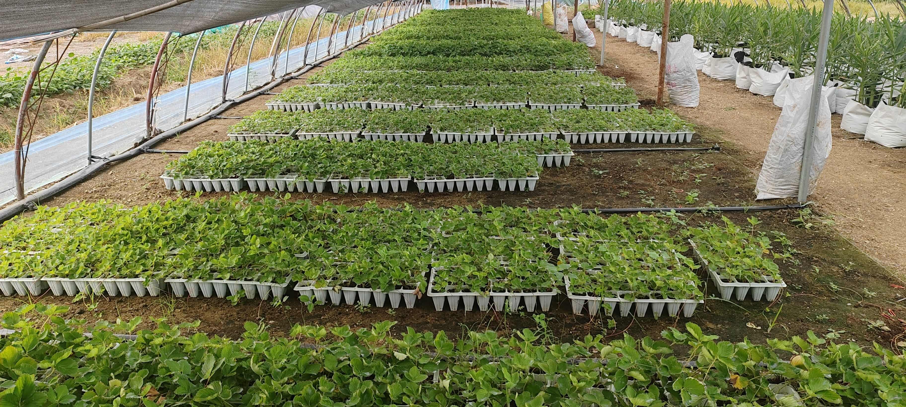 红玉/妙7/越秀/建德白露/建德红穴盘苗