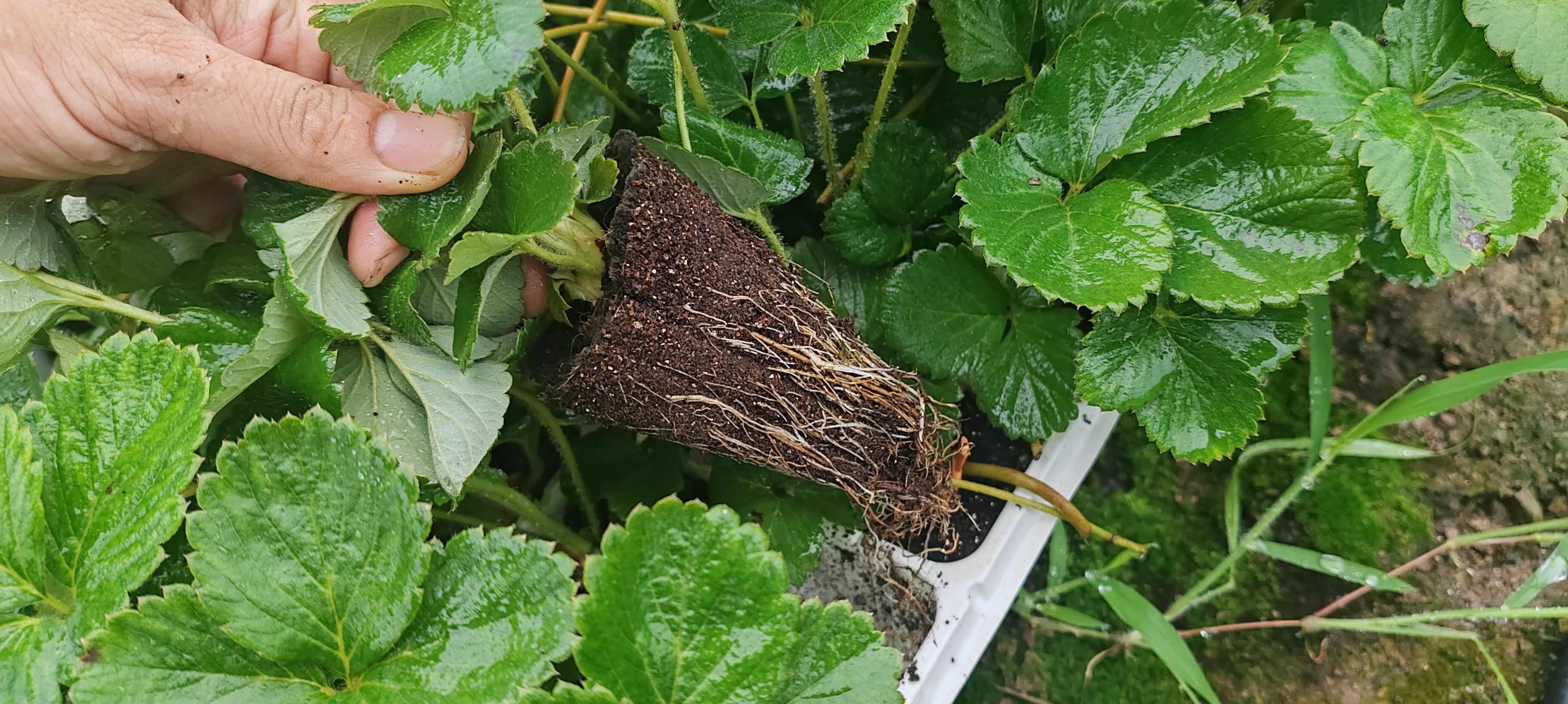 红玉/妙7/越秀/建德白露/建德红穴盘苗