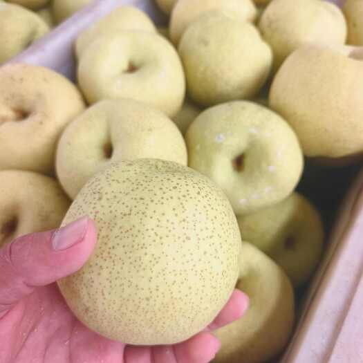 砀山县砀山酥梨，大量现货