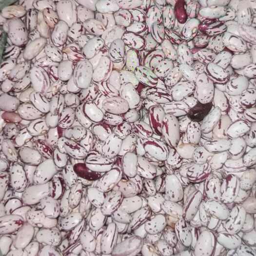 西和县甘肃西和芸豆优质农产品粮油米面豆类作物批发