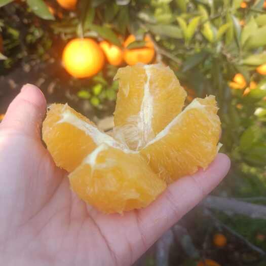 金堂县四川成都金堂脐橙个头大皮溥水份足燥汁