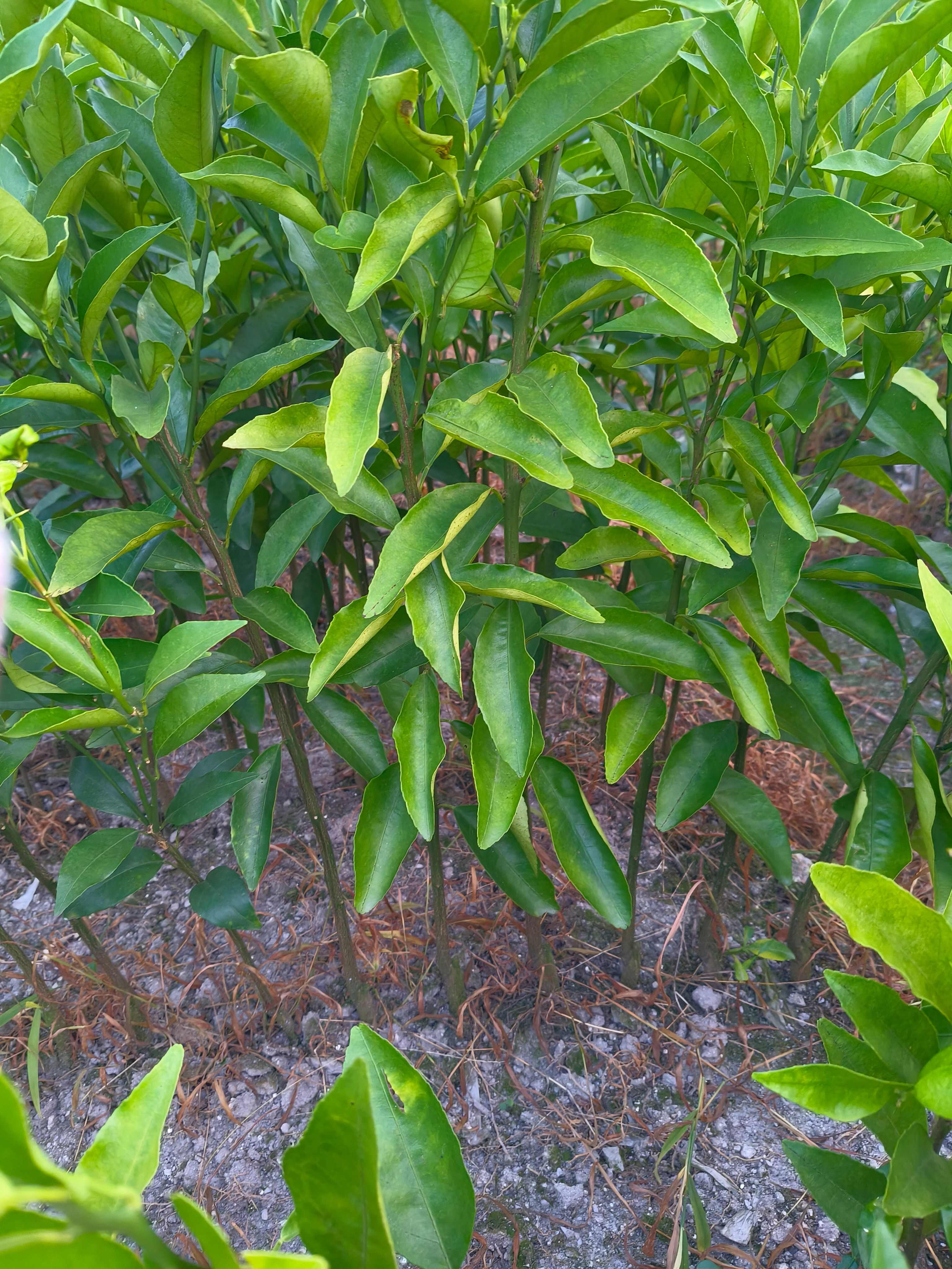 优质沃柑苗  保质保量假一赔十，基地直销包湿发货