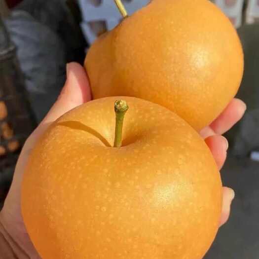海阳市山东烟台海阳的秋月梨