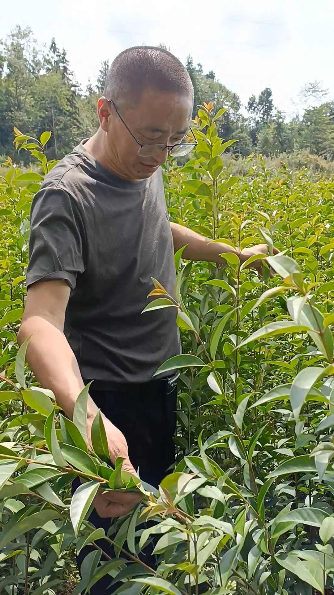 重庆万州大叶女贞苗木花草乔木优质树苗批发