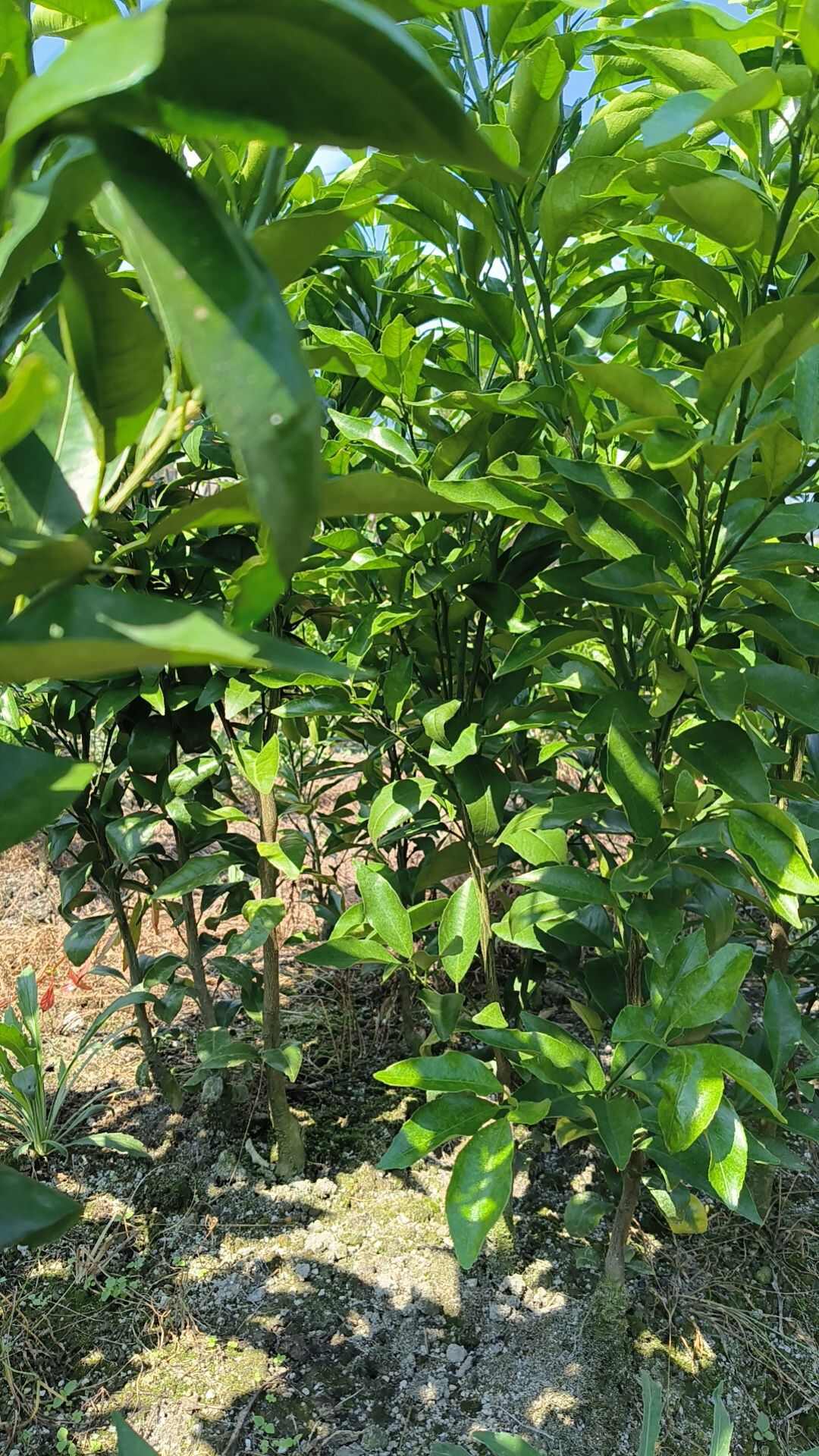 优质沃柑苗  保质保量假一赔十，基地直销包湿发货