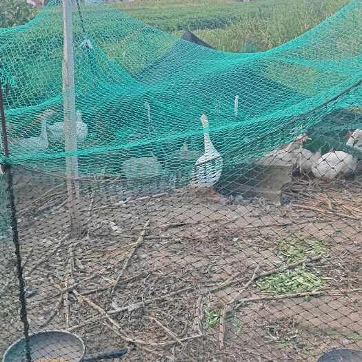 启东市江苏南通启东鲜活鹅禽肉产品直供