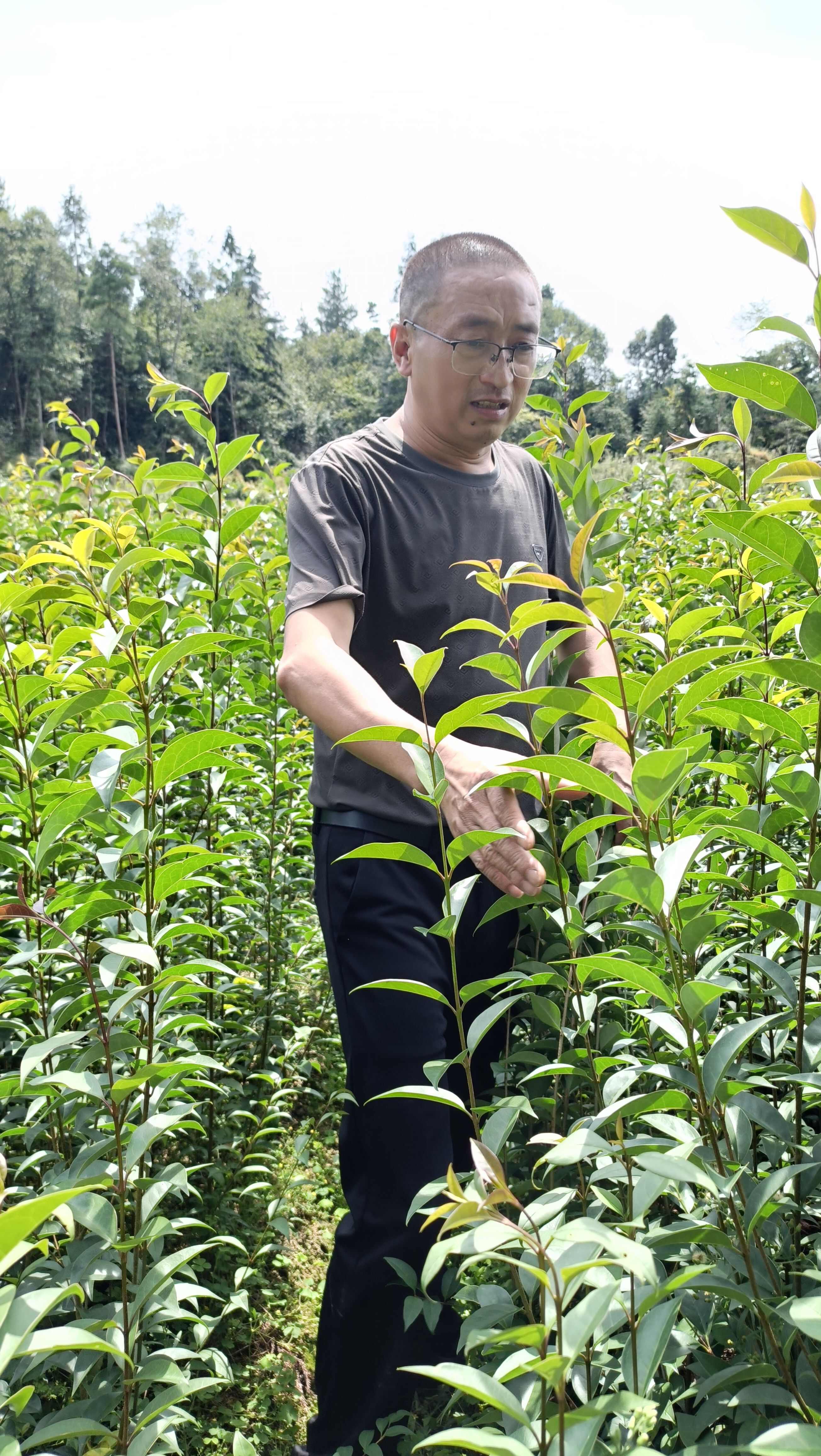 重庆万州大叶女贞苗木花草乔木优质树苗批发