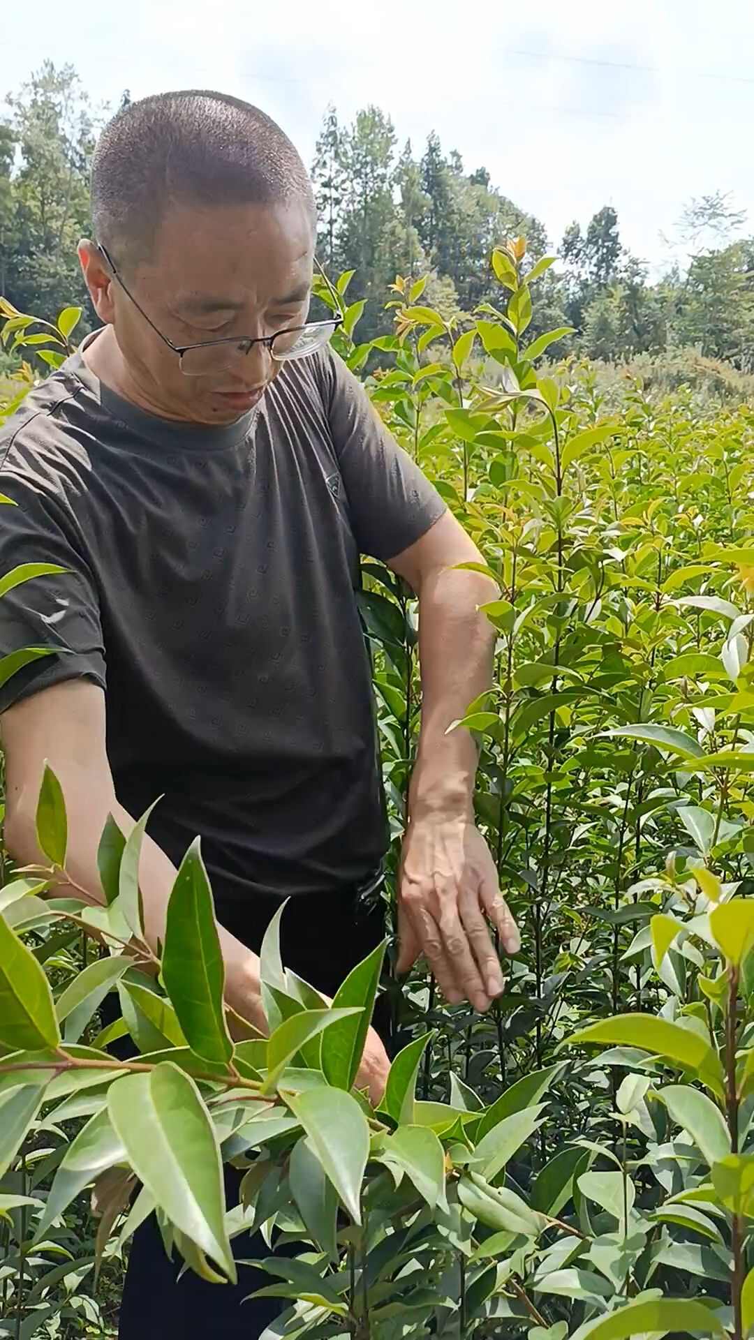 重庆万州大叶女贞苗木花草乔木优质树苗批发