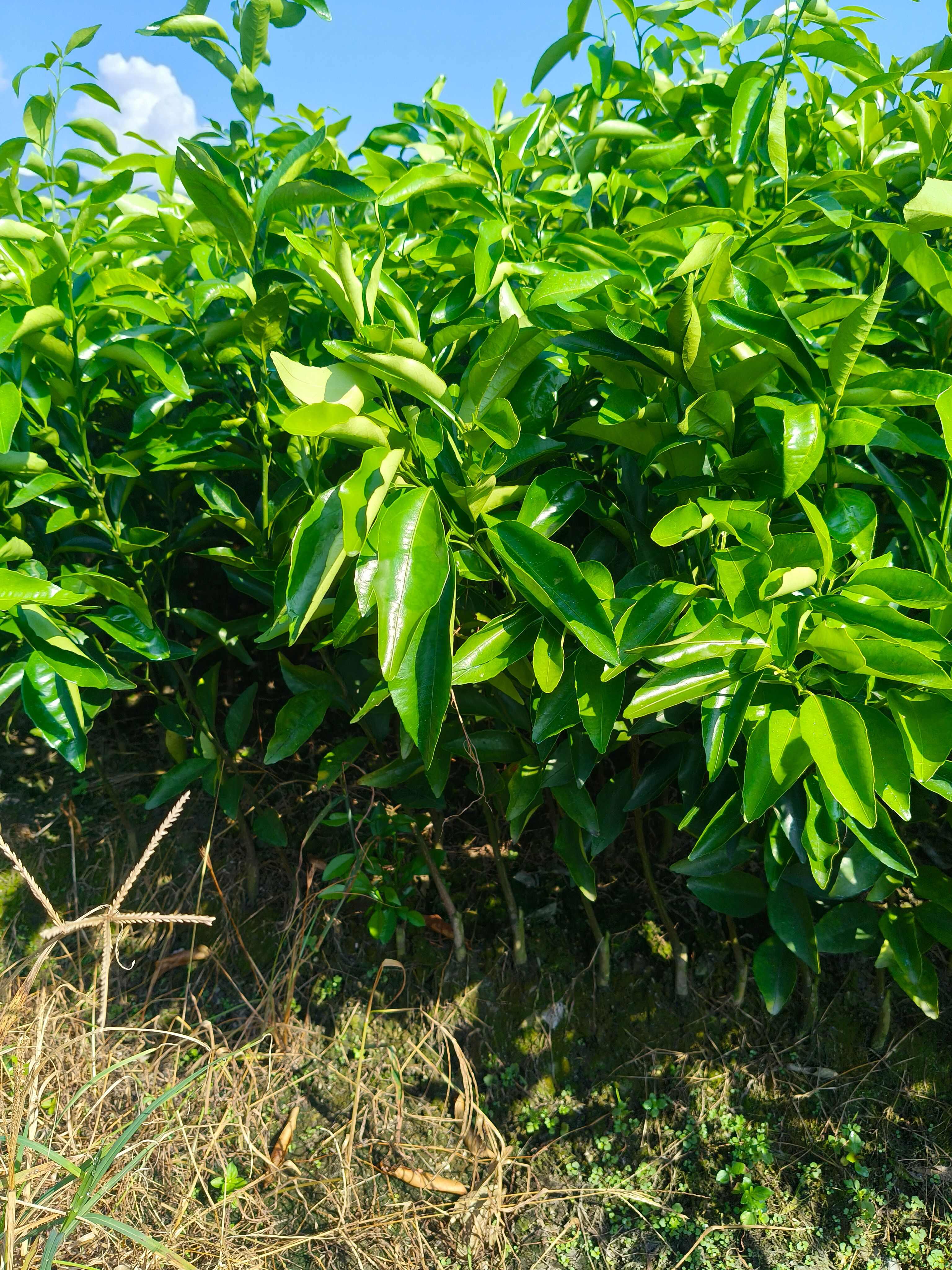 优质沃柑苗  保质保量假一赔十，基地直销包湿发货
