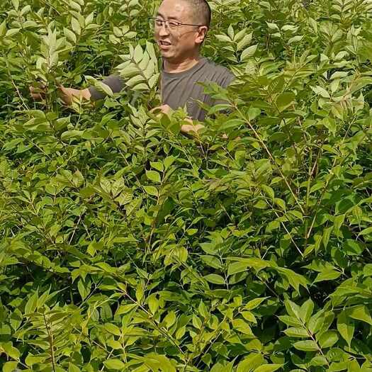 重庆市川黄柏，黄柏苗的价格有上涨幅，需要的可以联系我预订