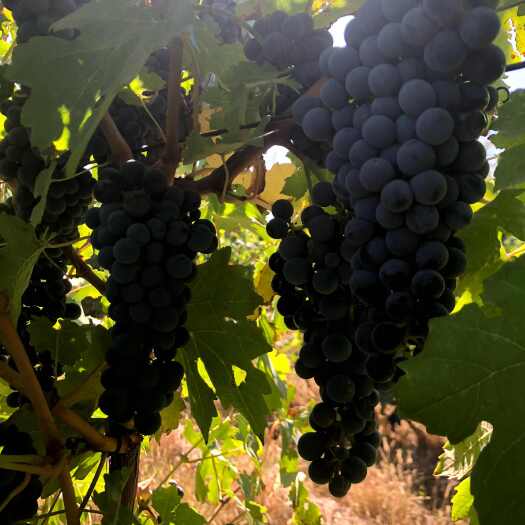 中宁县赤霞珠葡萄，产地宁夏贺兰山东麓地区，黄金种植地带，一类品质。