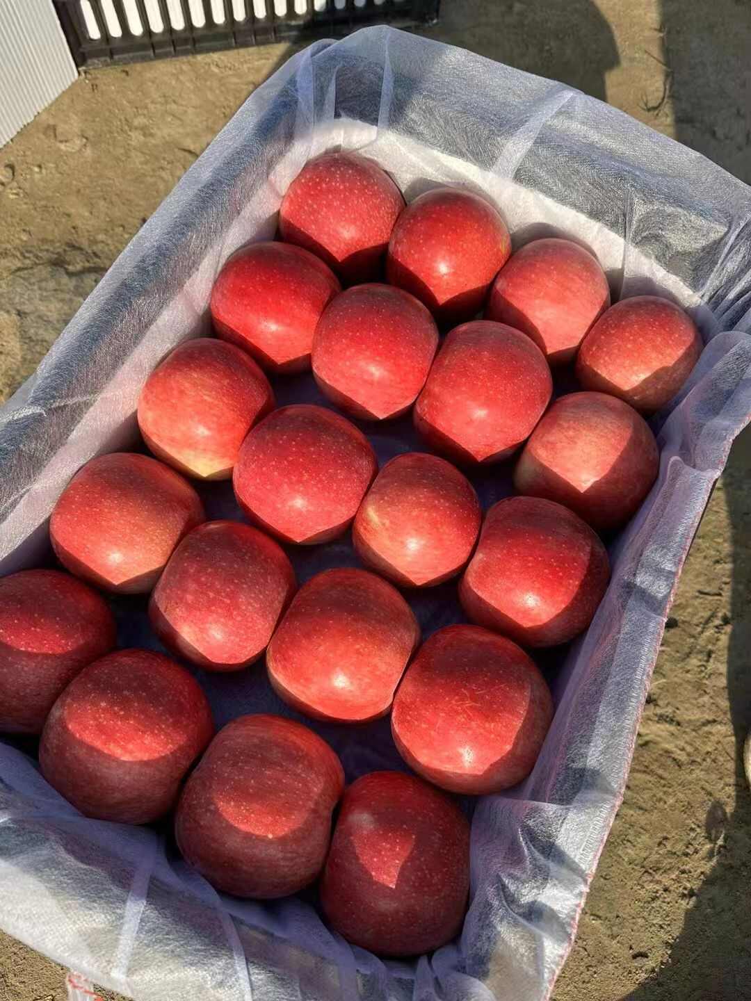 红嘎啦苹果产地大量上市