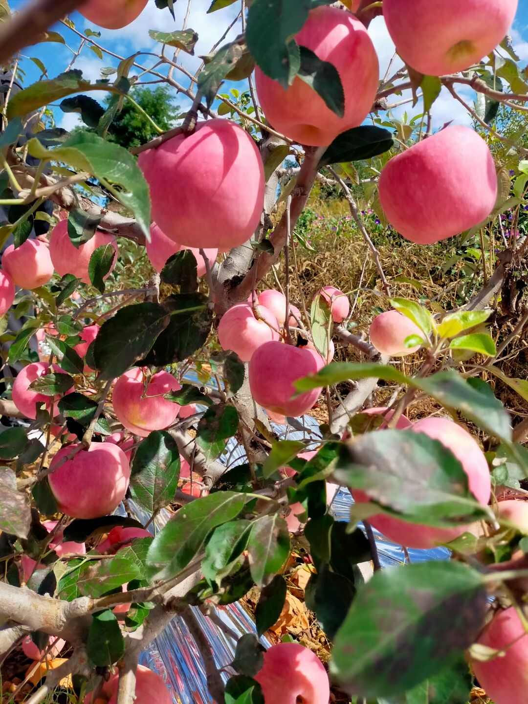红嘎啦苹果产地大量上市
