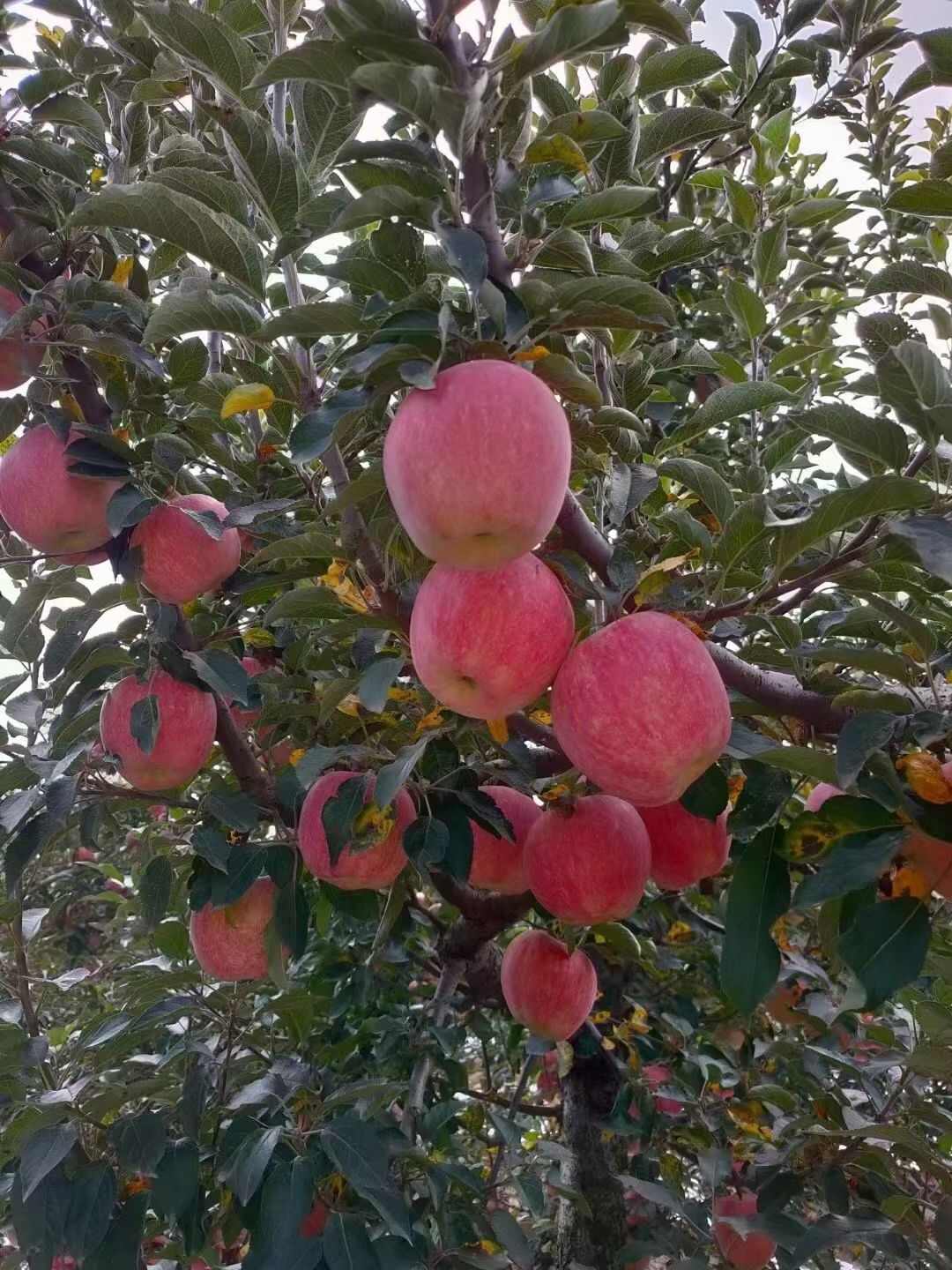 红嘎啦苹果产地大量上市