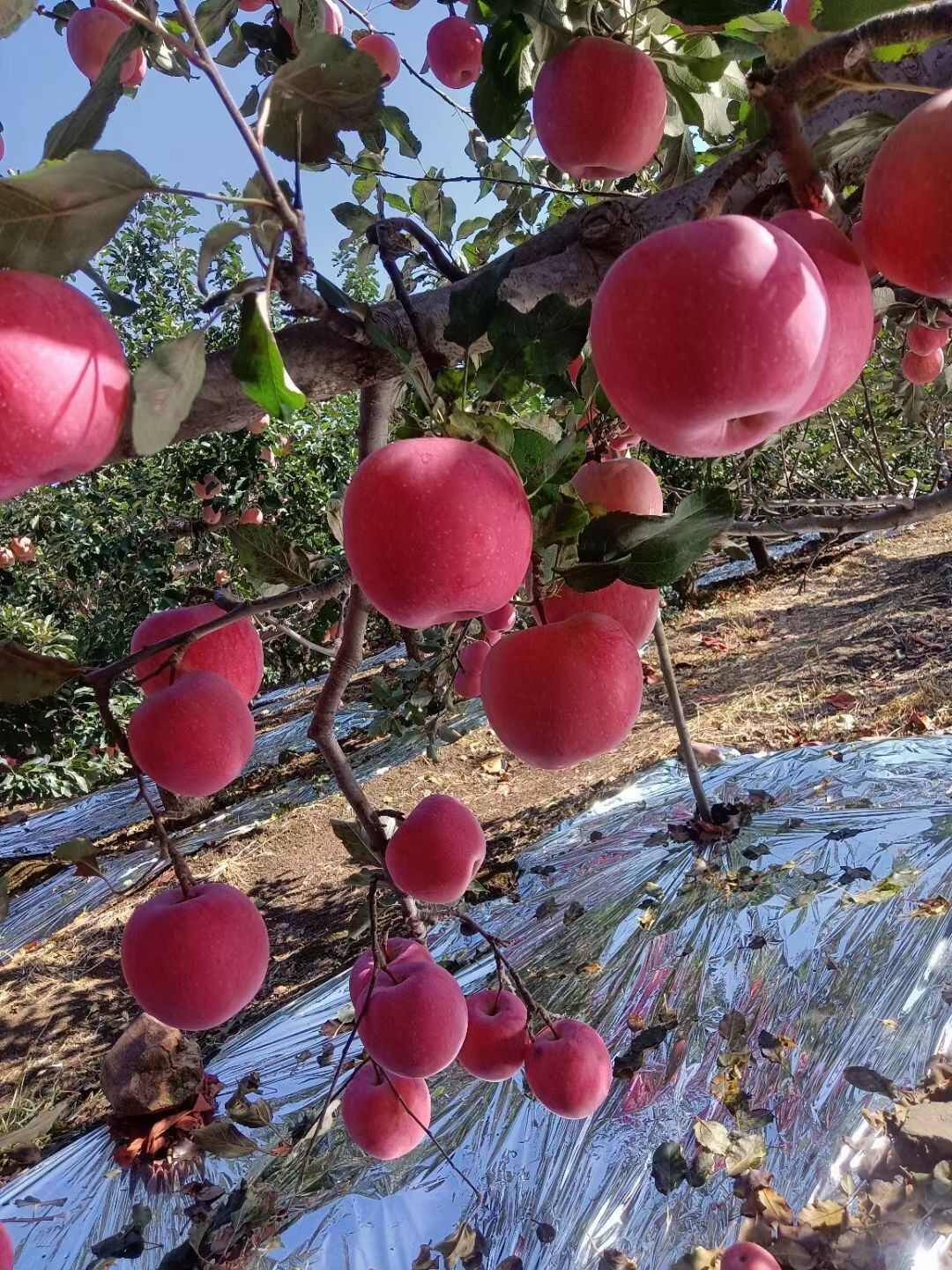 红嘎啦苹果产地大量上市