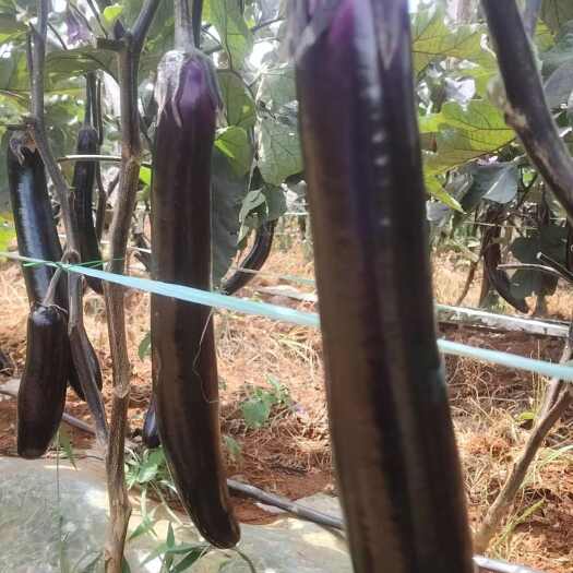 昆明紫长茄