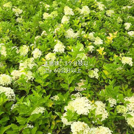 定州市木绣球，花期时间长，好管理，销售量也好，成活率高，