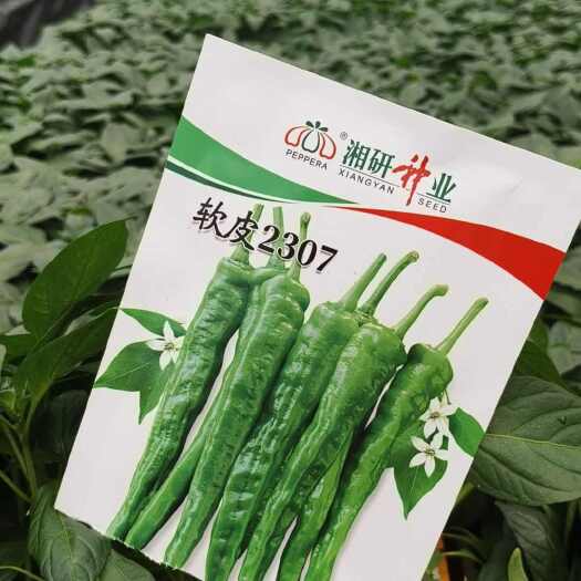 绥宁县二荆条辣椒苗  线椒，55号，龙福椒，螺丝椒，朝天椒，软皮，