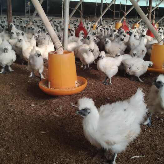 自家养的白毛乌鸡开棚了,大量批发,9元一斤。一个3斤左右