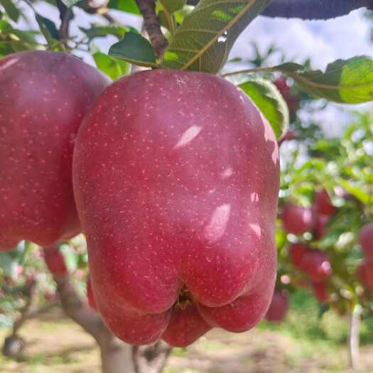甘谷县甘肃天水花牛苹果，中秋佳品！一件起售（10斤）包邮！
