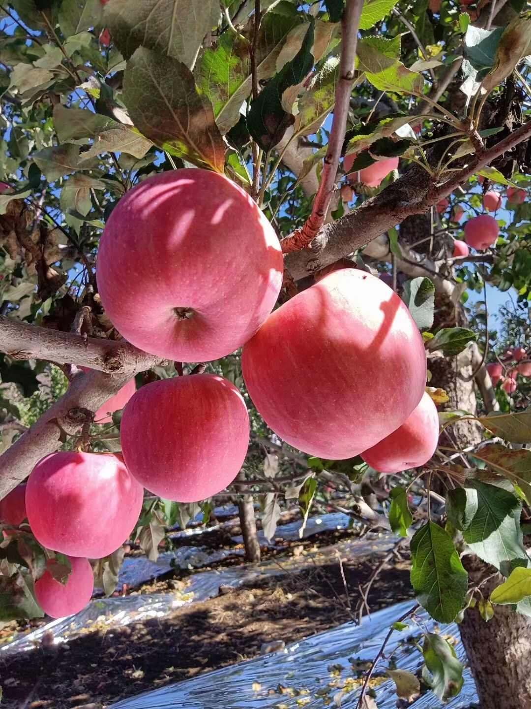 红嘎啦苹果产地大量上市