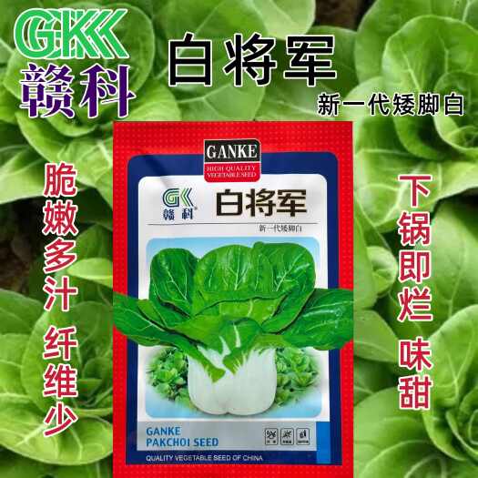 沭阳县赣科白将军矮脚白小白菜矮脚白梗菜青菜味甜脆嫩四季菜种蔬菜种子