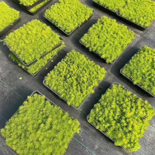 成都佛甲草方盘 地被植物 四川成都郫都区供应