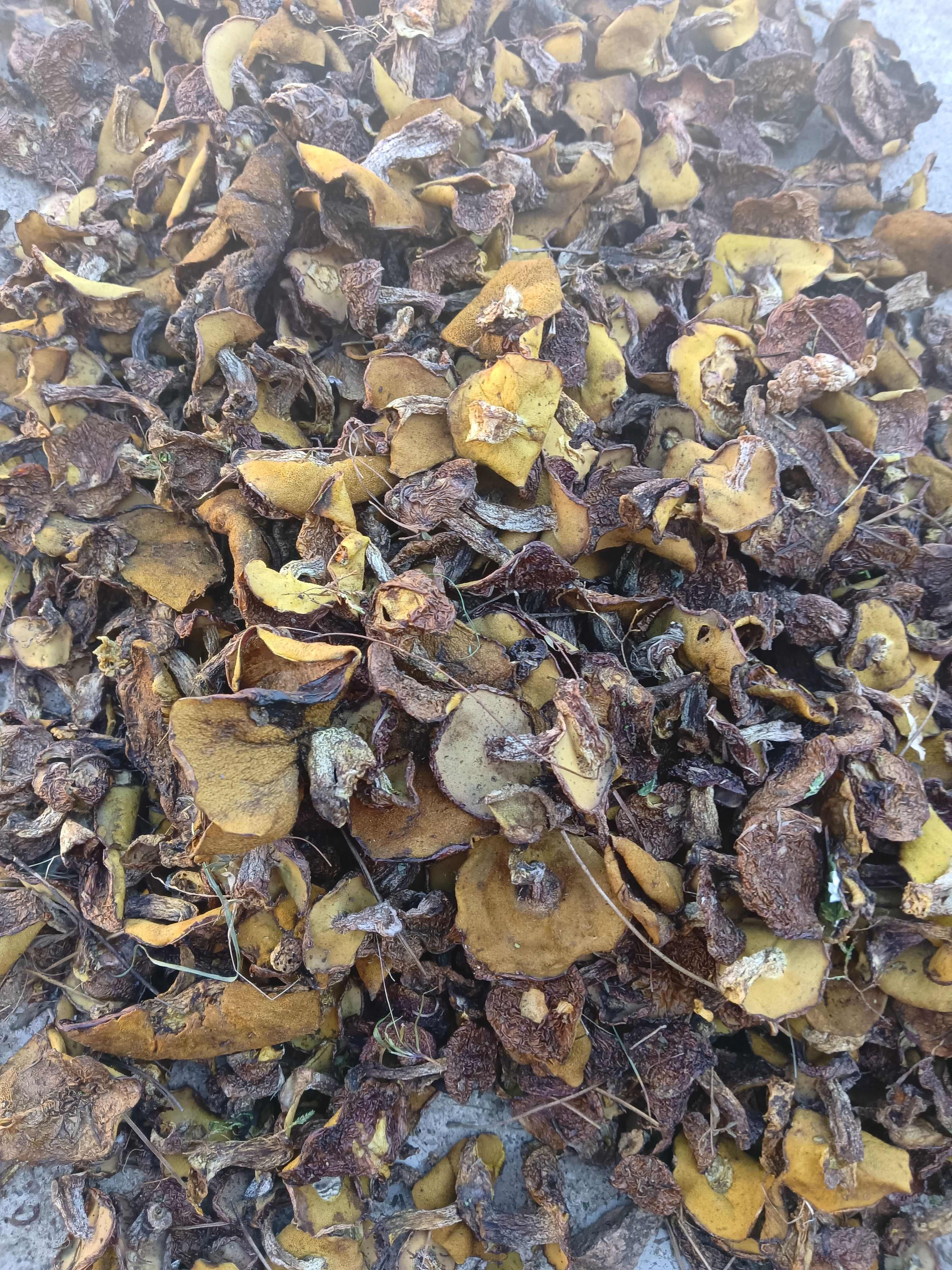 低端货松蘑（未去根未筛分）