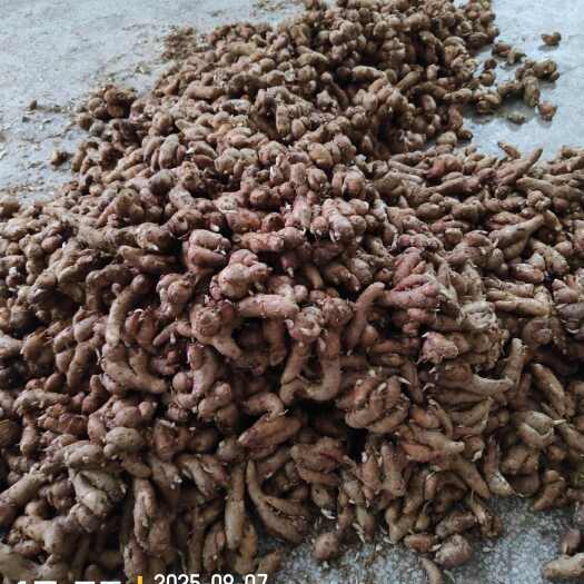 化州市广东沙姜新鲜山奈三奈广东白切鸡种子产老生姜蘸调味配香料