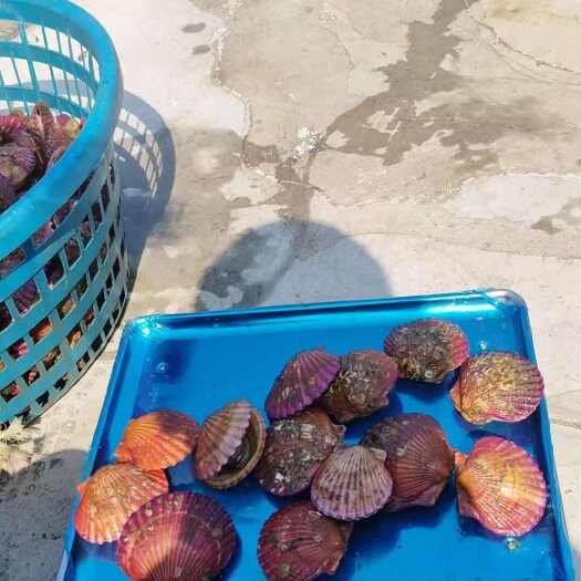 绥中县海湾贝，小红贝